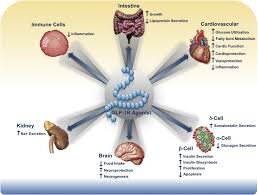 Terapie basate sulle incretine e inibitori di SGLT2 come piattaforma cardiometabolica integrata: dai meccanismi molecolari alla protezione multiorgano