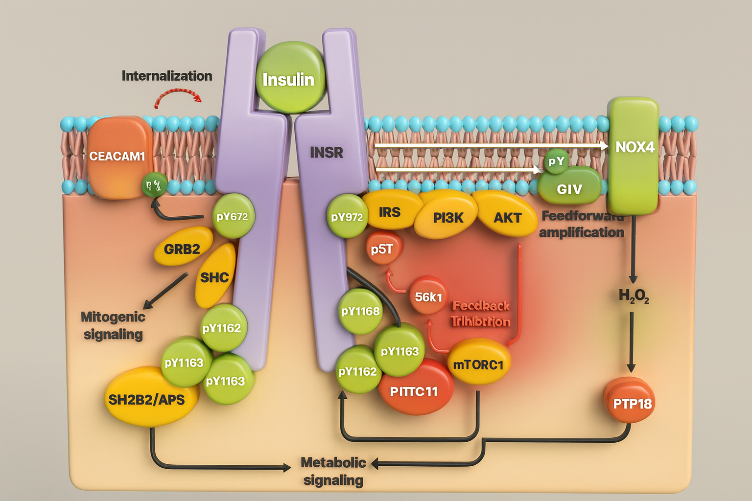 Modificazioni Conformazionali e Compositive dei Recettori: Biochimica e Up/Down-regulation