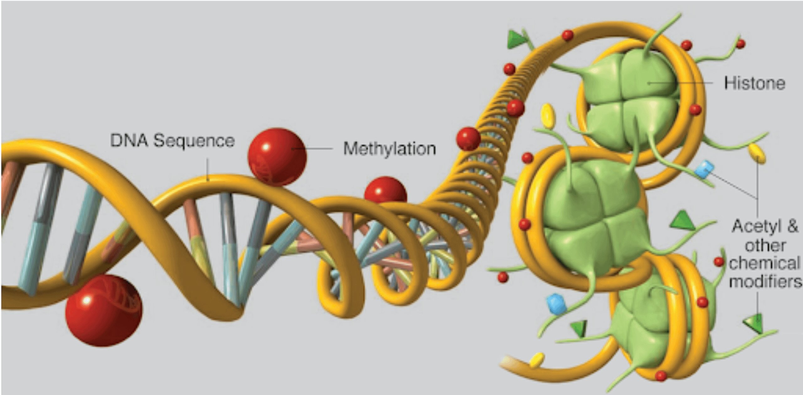 Molecole Alimentari e Metilazione del DNA e degli istoni e acetilazione istonica Molecole Alimentari e Metilazione del DNA e degli istoni e acetilazione istonica