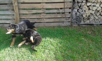 20160906_171512.jpeg