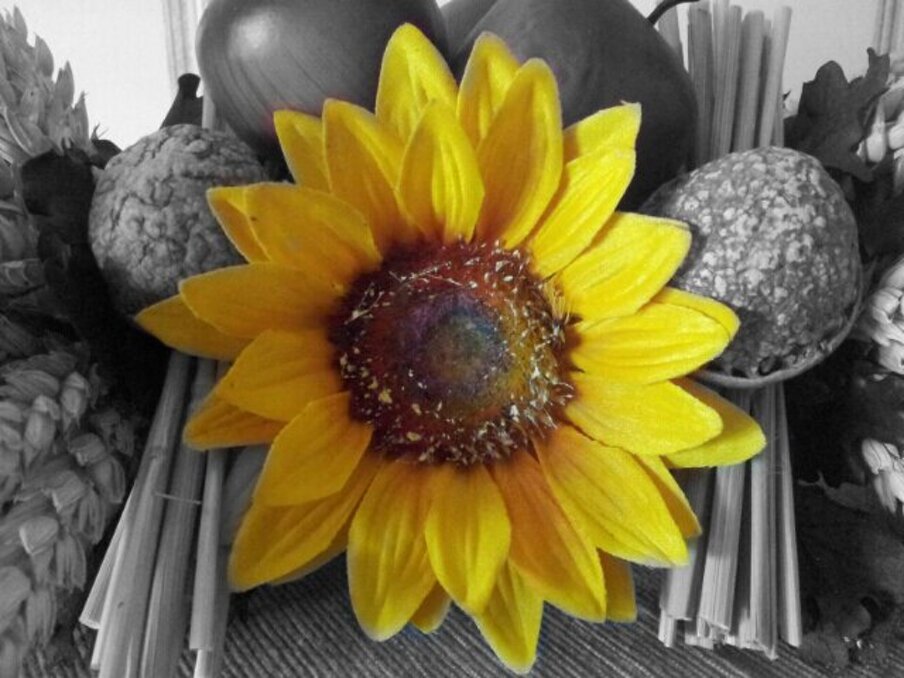 girasole.jpeg