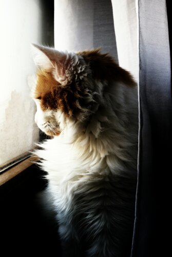 gatto 4.jpeg