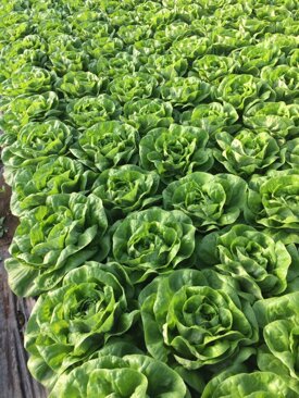 0d9053d83d0c9c527696392fd9fbf03a11a3b40a