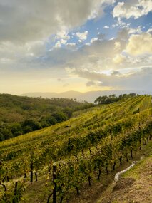 img_1093.jpeg img_1093.jpeg