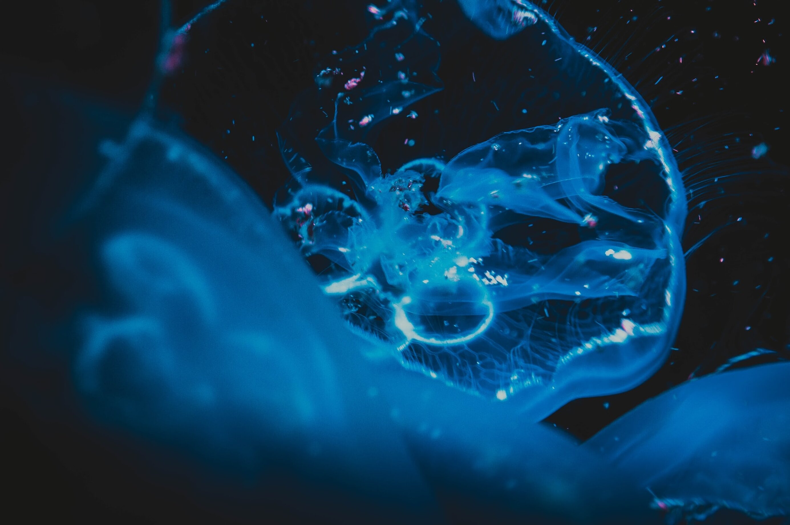 sofiya-levchenko-bexoeslqkp8-unsplash.jpeg