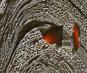 25tridacna%20fenfushioliosutela111x56cm%20copia