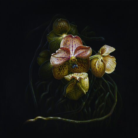 23vanda70x70%20q.jpeg