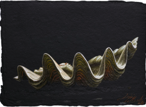 25tridacnathaaoliosucartoneartigianale33,5x25,5%20copia%202