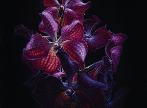 24vandabiancaoliosutela_