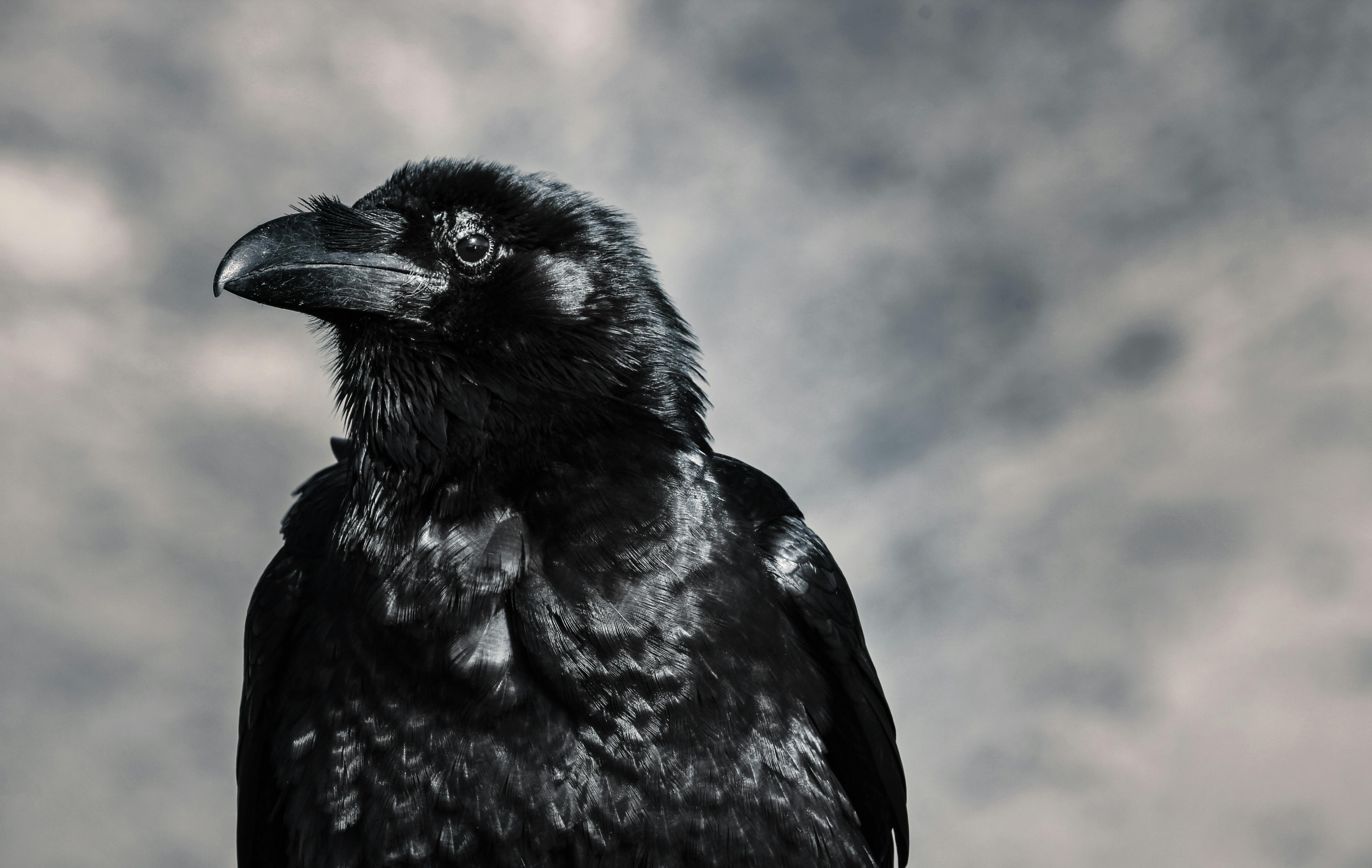 CROW