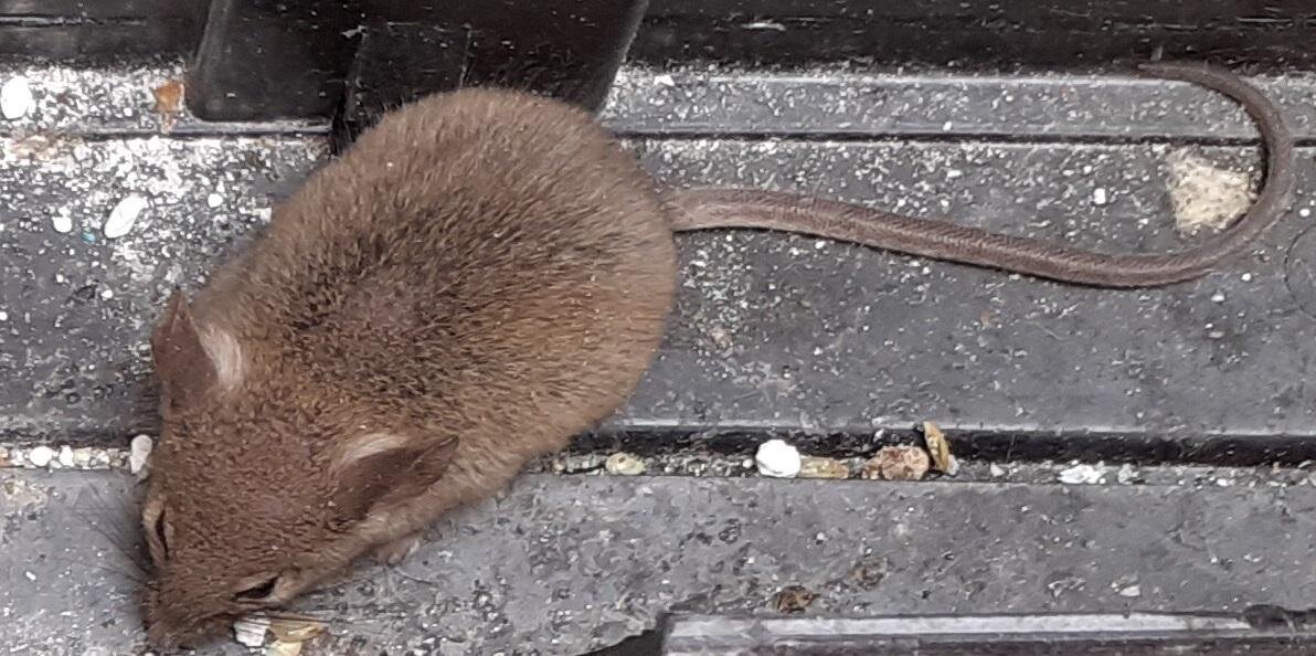 Cosa bisogna sapere per un efficace controllo del topo domestico (Mus musculus domesticus) Cosa bisogna sapere per un efficace controllo del topo domestico (Mus musculus domesticus)