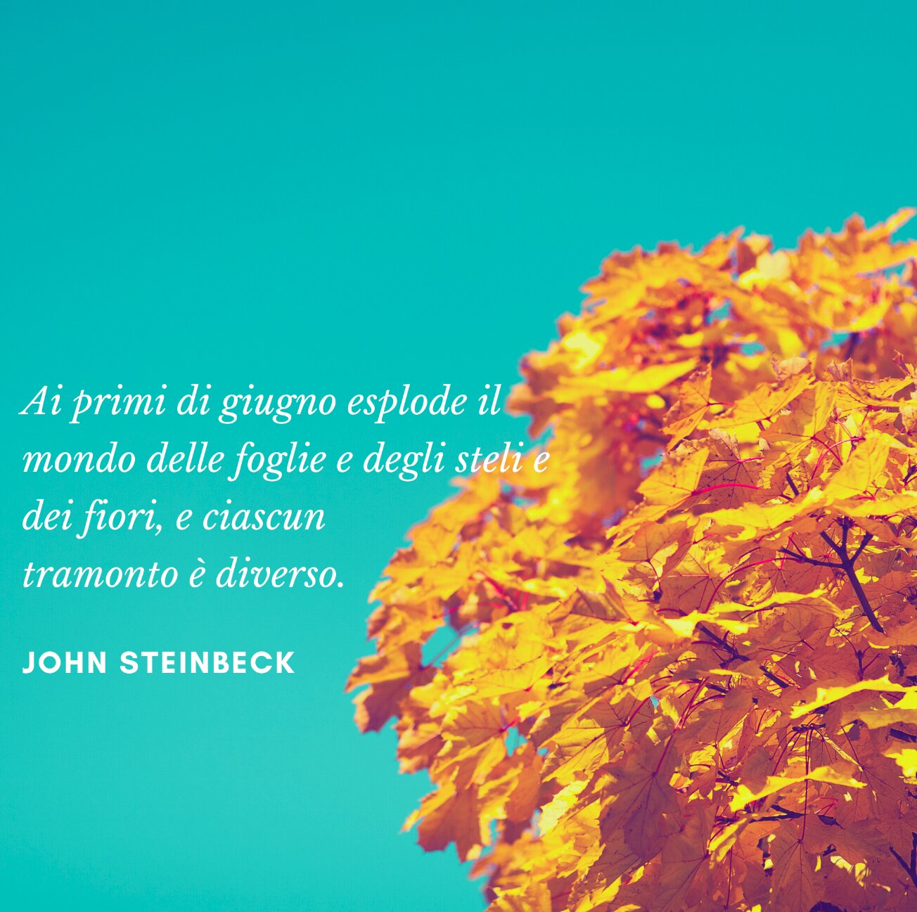 Il punto di vista e l'albero