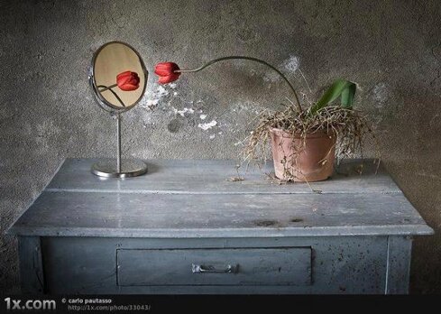 tulipano.jpeg tulipano.jpeg