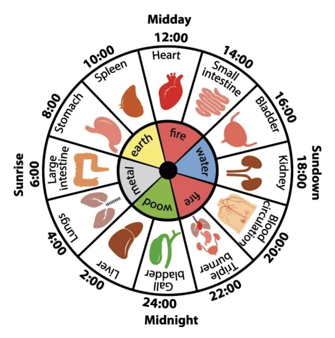 L’OROLOGIO DEGLI ORGANI