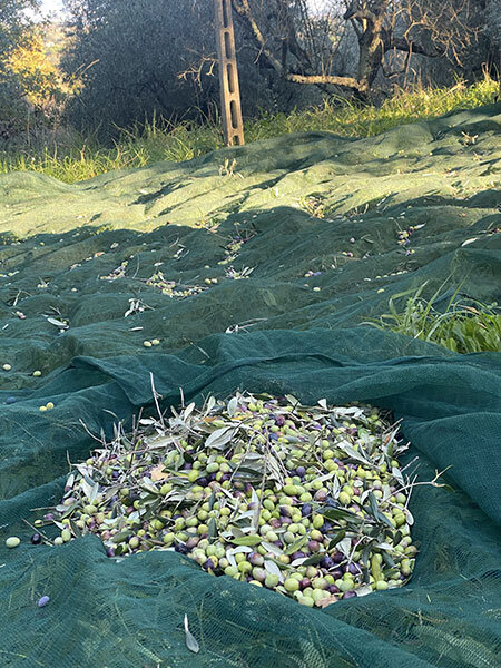 5700c81a-7302-4404-a964-c9aa34c9d918.jpg 5700c81a-7302-4404-a964-c9aa34c9d918.jpg