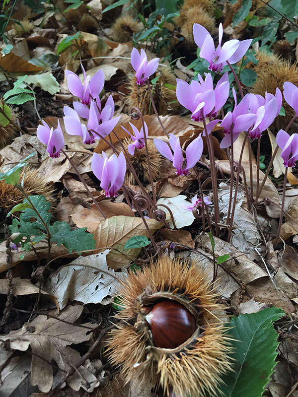 chestnuts.jpeg chestnuts.jpeg