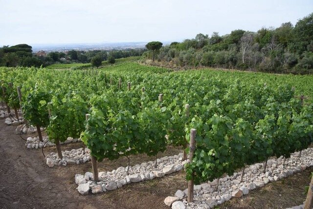 03f56bb5-b097-4c5d-a237-e7958c58e8c7.jpeg 03f56bb5-b097-4c5d-a237-e7958c58e8c7.jpeg