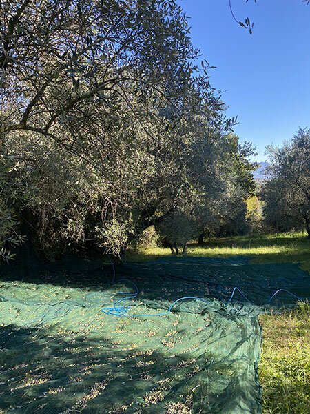 olive-harvest-2.jpeg olive-harvest-2.jpeg