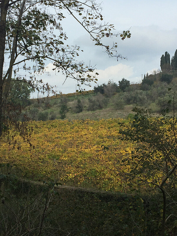 vineyards-trail-501.jpeg vineyards-trail-501.jpeg