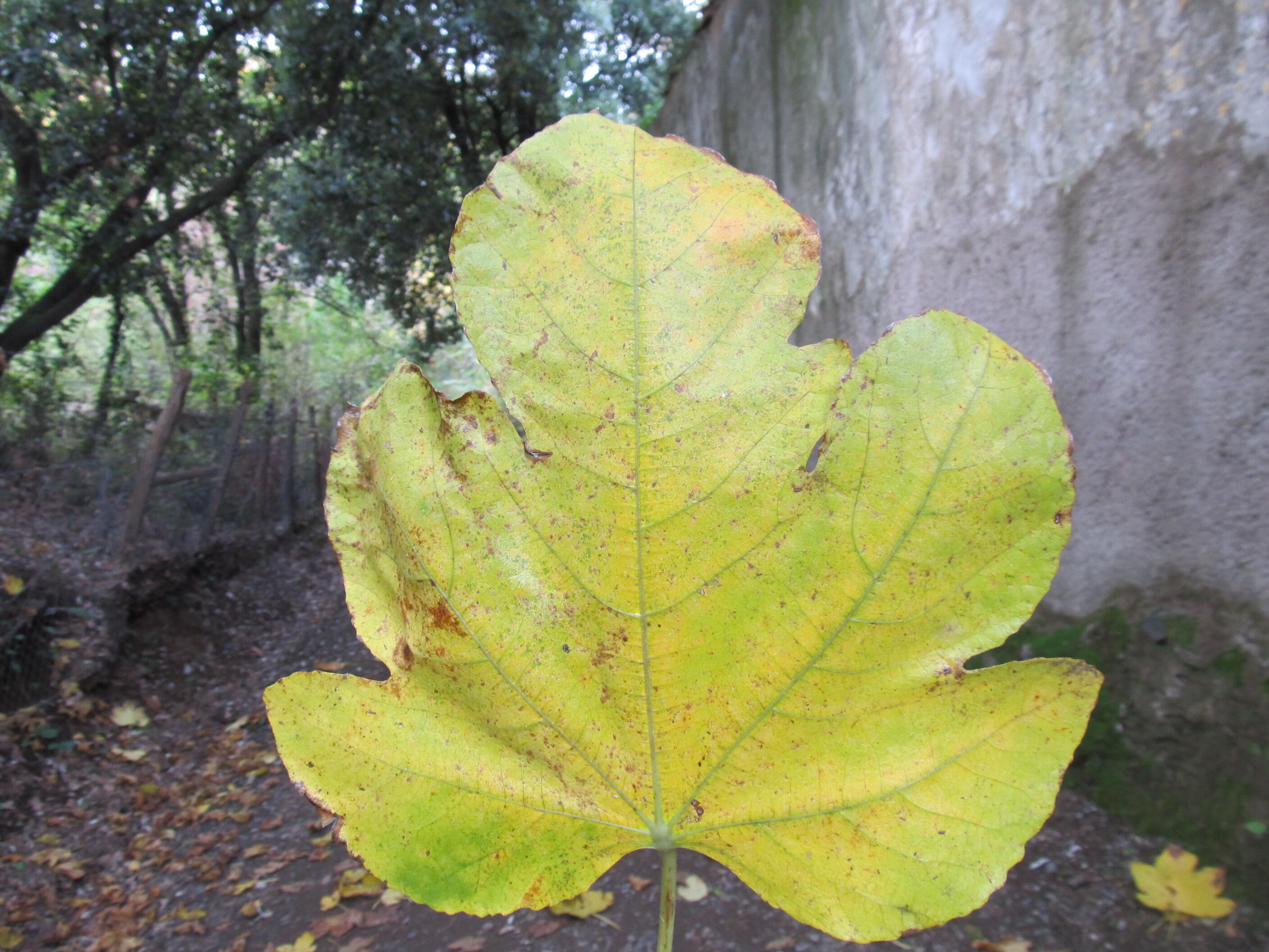 Top 5 Places to Admire Fall Folliage in the Castelli Romani Top 5 Places to Admire Fall Folliage in the Castelli Romani