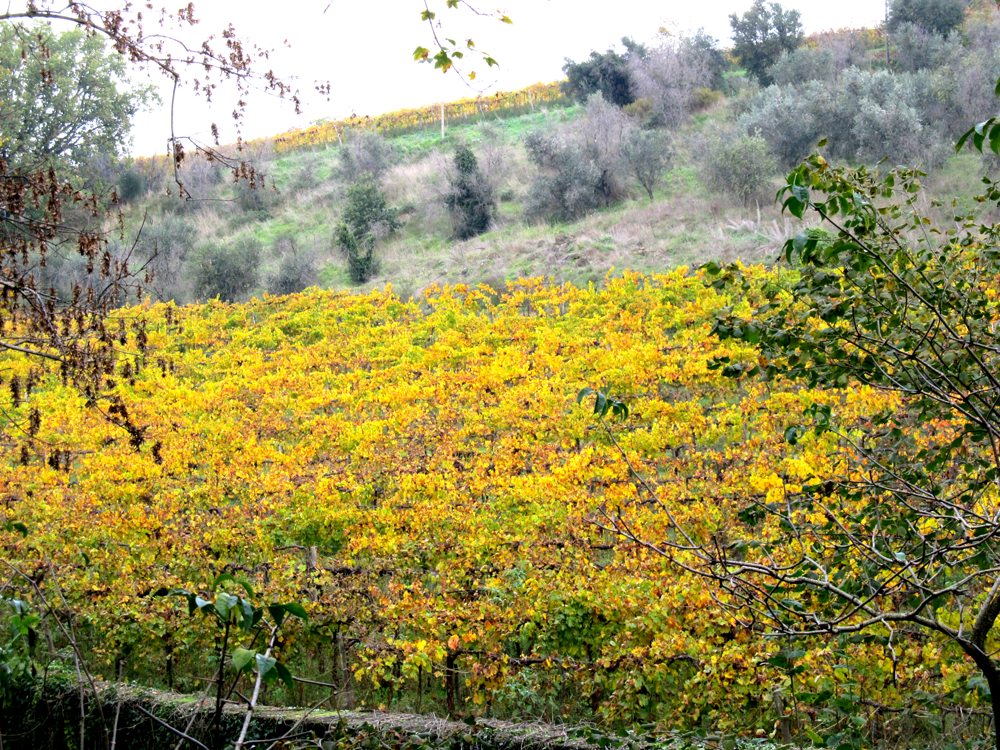 frascati-vineyards.png frascati-vineyards.png