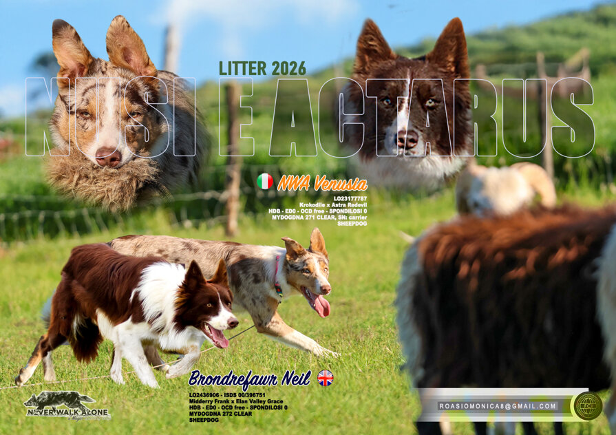 venusia-actarus 2026 (litter g).jpeg