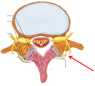 Ozonoterapia ecoguidata Milano Parabiago sindrome faccette lombari articolari scanner 2 Ozonoterapia ecoguidata Milano Parabiago sindrome faccette lombari articolari scanner 2