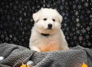 karma.jpeg karma.jpeg