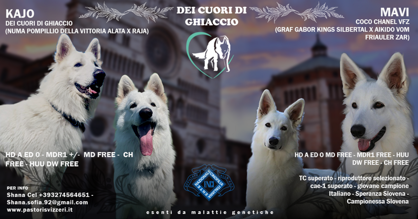 locandina kajo e mavi locandina kajo e mavi