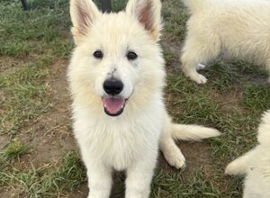 loky%20copia.jpeg loky%20copia.jpeg