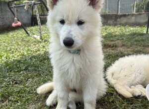 5ea63405035719f22587e207841740cc489cdb70.jpeg 5ea63405035719f22587e207841740cc489cdb70.jpeg