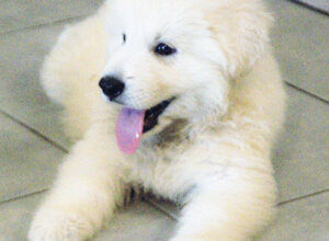 image1.jpeg