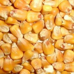 Trasporto cereali