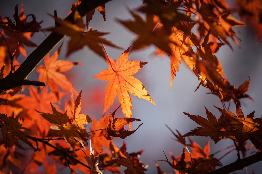 imagedragon-maple-1415541_1920.jpeg