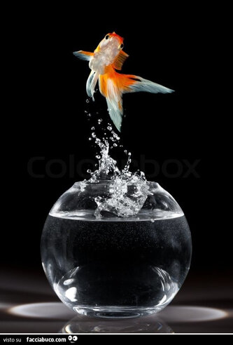 q5iqgc3mty-pesce-rosso-che-salta-fuori-buonanotte-a-tutti-la-cosa-piu-incredibile-dei_a.jpeg q5iqgc3mty-pesce-rosso-che-salta-fuori-buonanotte-a-tutti-la-cosa-piu-incredibile-dei_a.jpeg