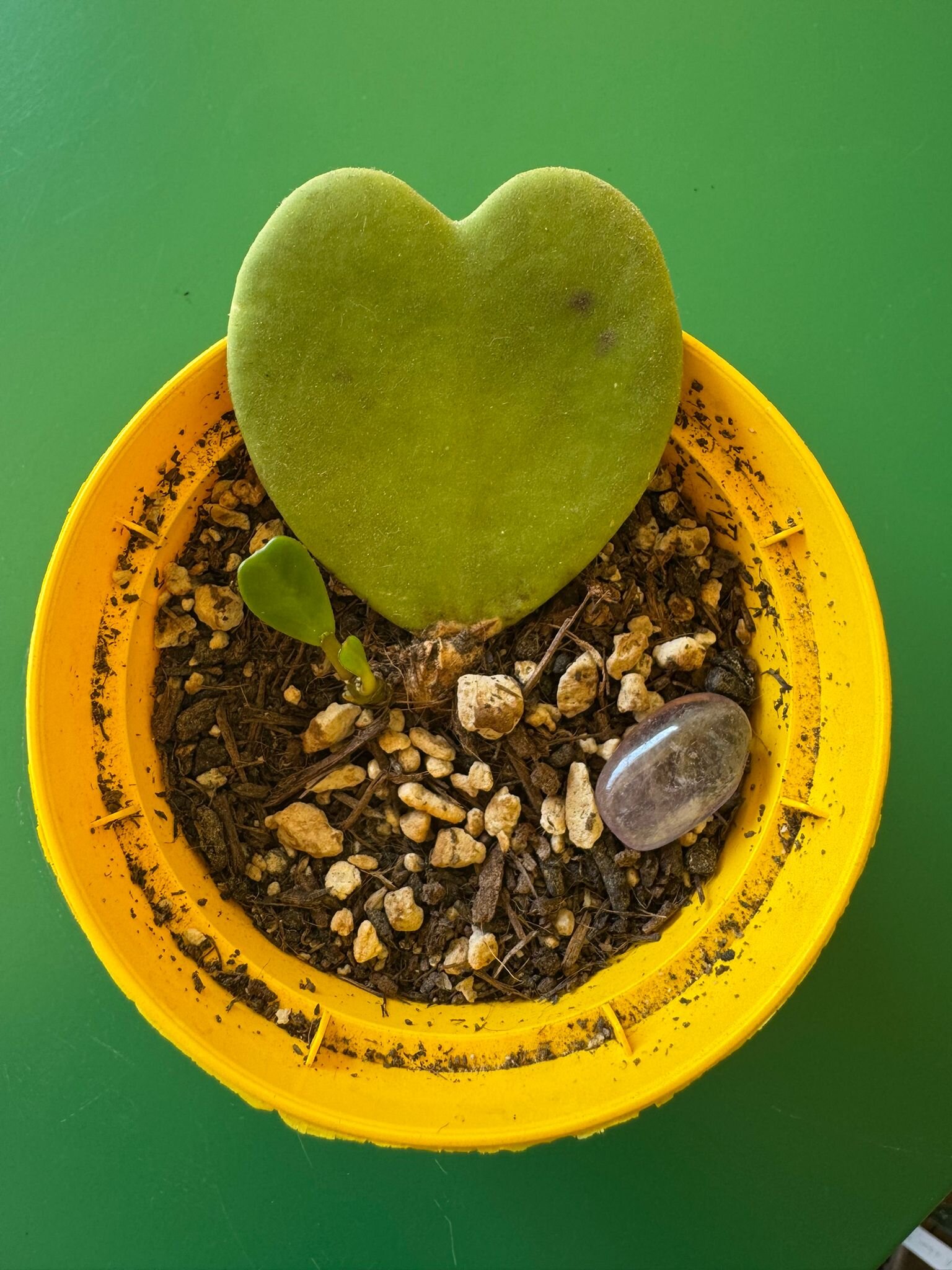 Ciottoli Busby e crescita delle piante: effetti energetici e applicazioni pratiche