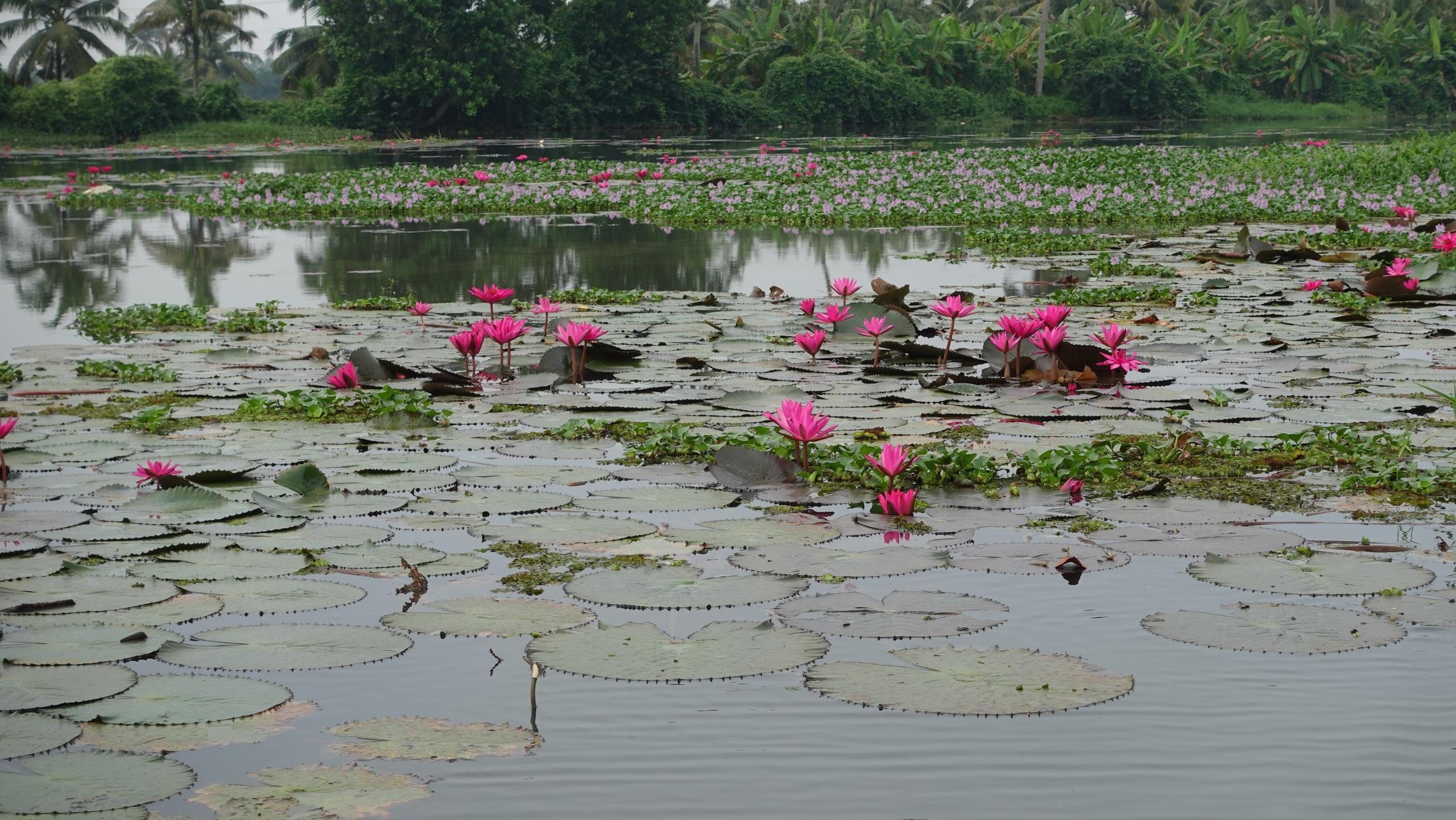 Incredibile India: Kerala