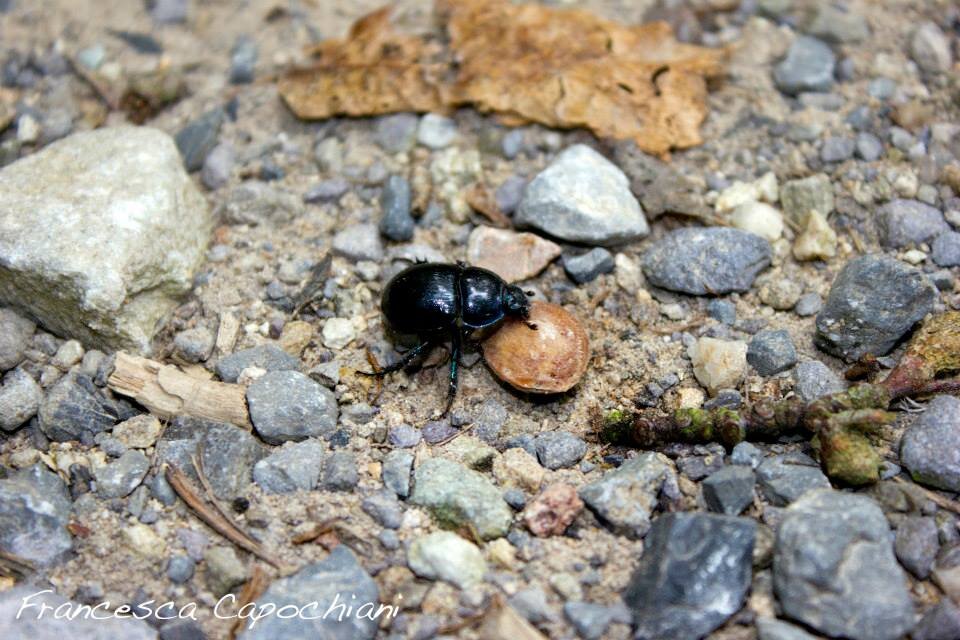 10302257_258890604301164_479373942868233919_n_258890604301164.jpeg 10302257_258890604301164_479373942868233919_n_258890604301164.jpeg