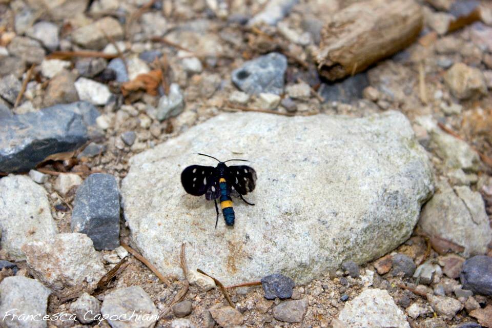 10443538_258893704300854_86158343617764741_n_258893704300854.jpeg 10443538_258893704300854_86158343617764741_n_258893704300854.jpeg