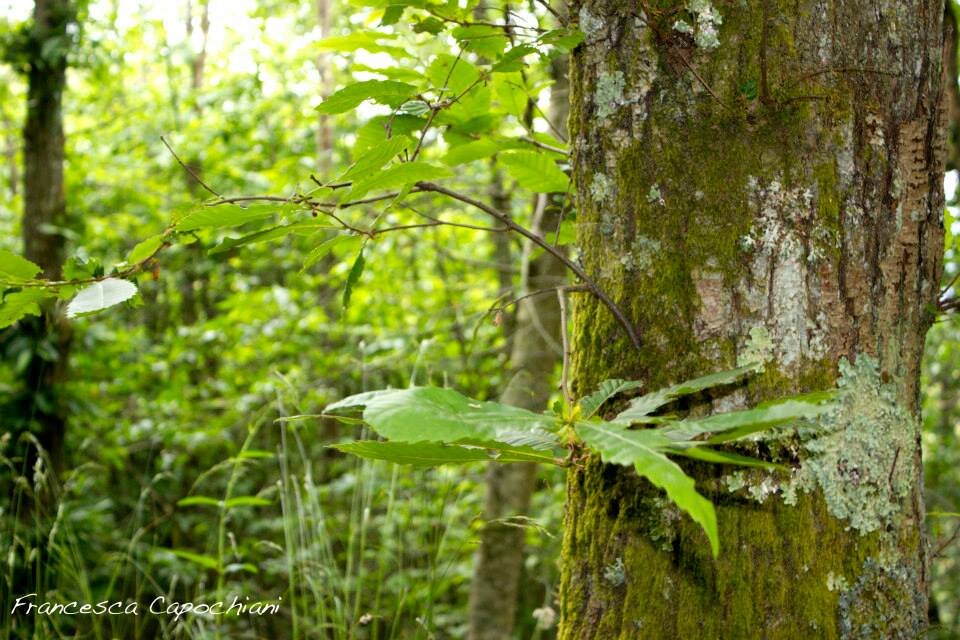 10419544_258889490967942_1059957724389579538_n_258889490967942.jpeg 10419544_258889490967942_1059957724389579538_n_258889490967942.jpeg