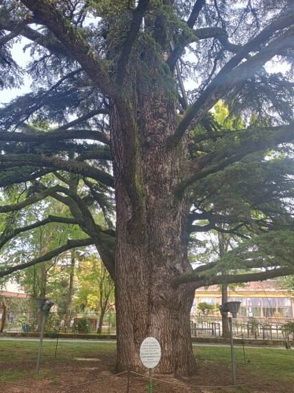 ef686382-b682-4118-97b5-3dcf46c7891f.jpeg ef686382-b682-4118-97b5-3dcf46c7891f.jpeg