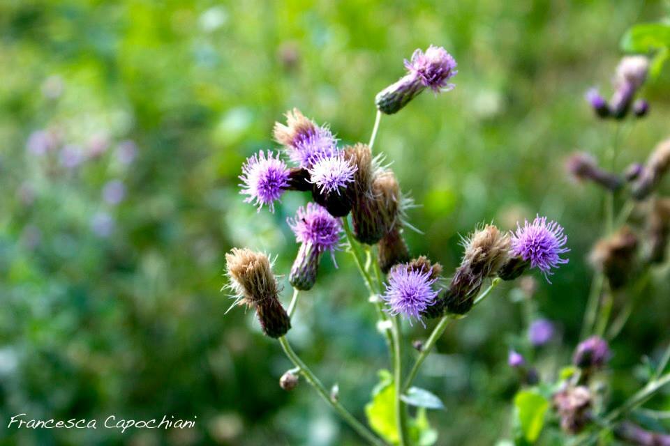 10455849_258889444301280_7656073046462964716_n_258889444301280.jpeg 10455849_258889444301280_7656073046462964716_n_258889444301280.jpeg