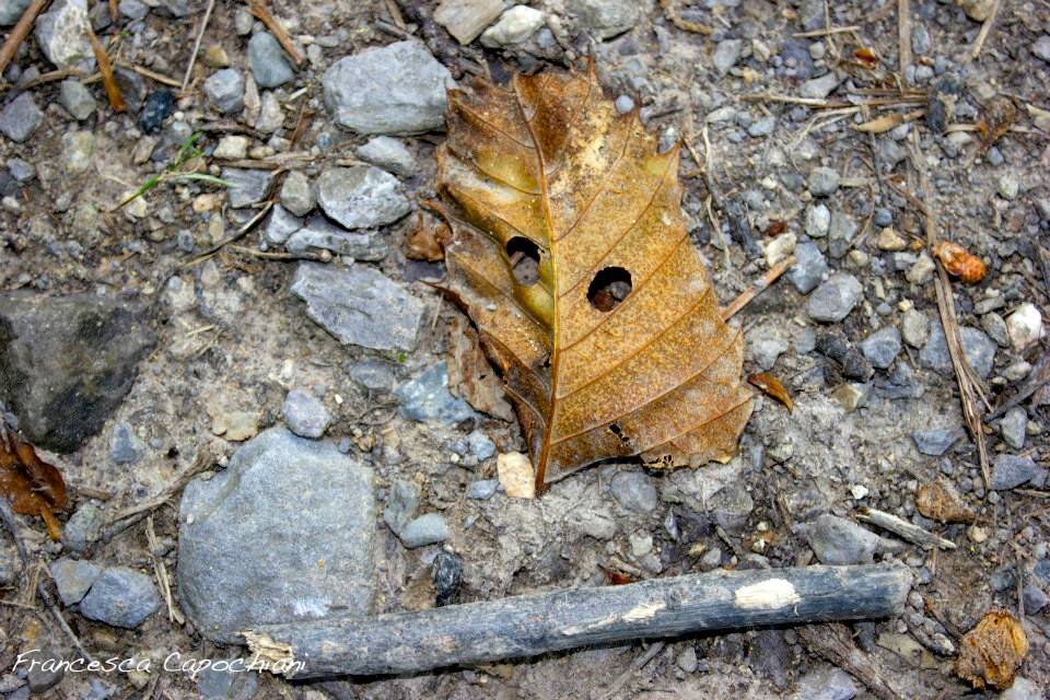 10299968_258889510967940_5395427447077916930_n_258889510967940.jpeg 10299968_258889510967940_5395427447077916930_n_258889510967940.jpeg