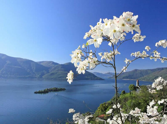 ronco sopra ascona.jpeg ronco sopra ascona.jpeg