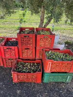 olio-extravergine-di-oliva-bio-1l