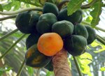 papaya-origine-sicilia-al-kg