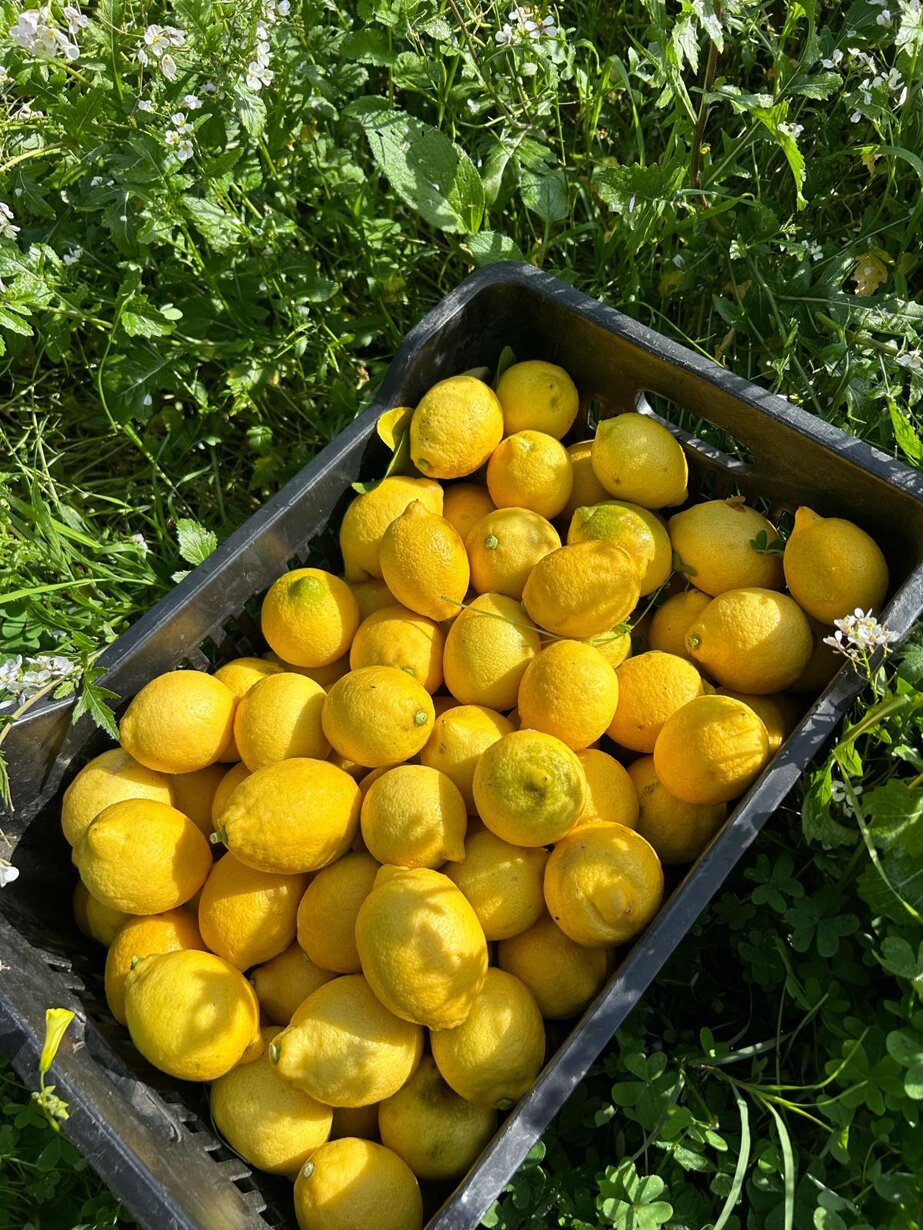 whatsapp image 2025-09-15 at 21.07.55 (2).jpeg