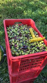 olio-extravergine-di-oliva-bio-1l