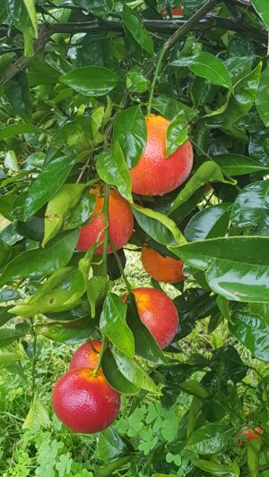 tarocco-lempso-da-spremuta