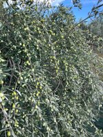 olio-extravergine-di-oliva-bio-1l